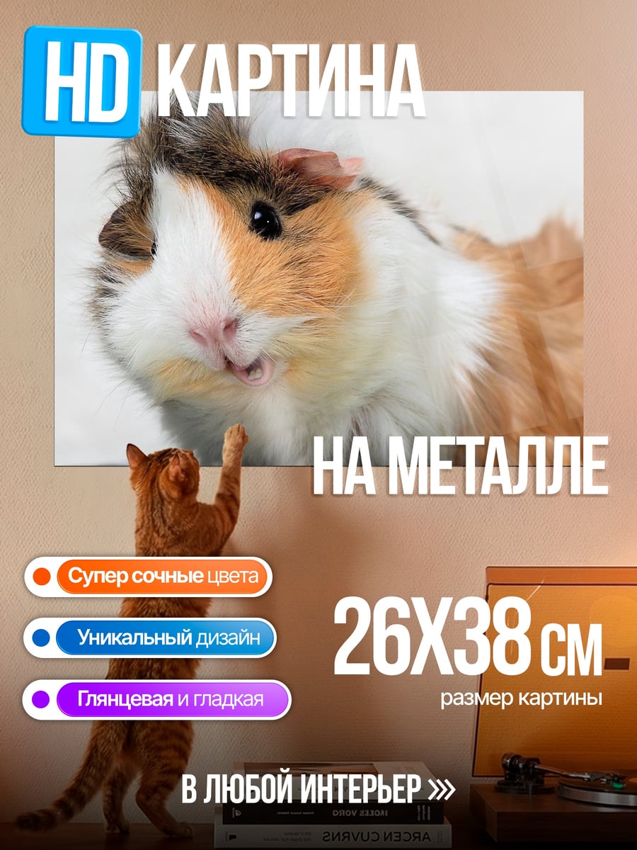 Картина на металле Морская свинка крупным планом