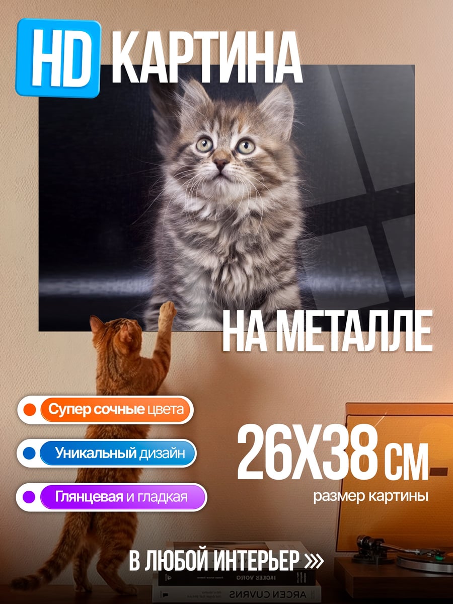 Картина на металле Пушистый котенок смотрит