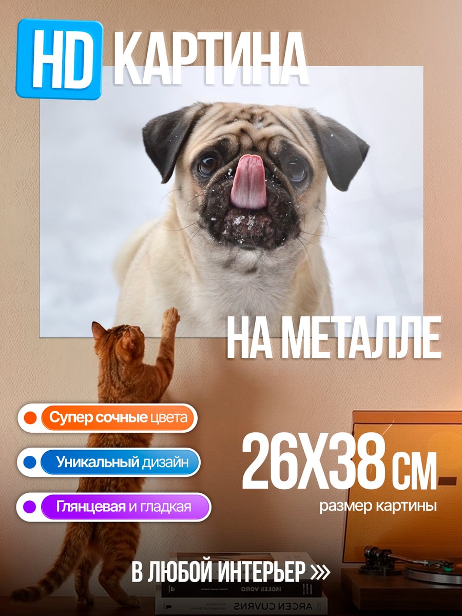 Картина на металле Мопс облизывается