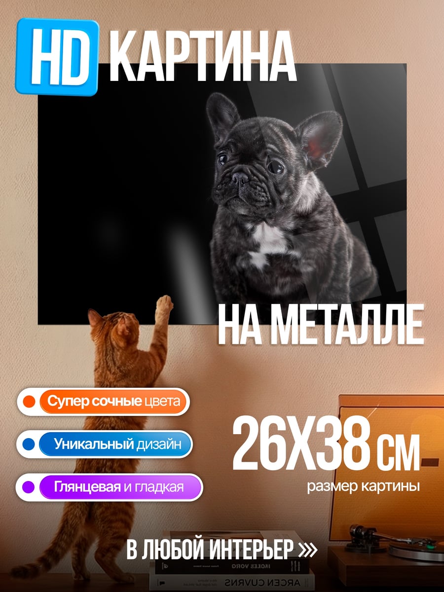 Картина на металле Французский бульдог