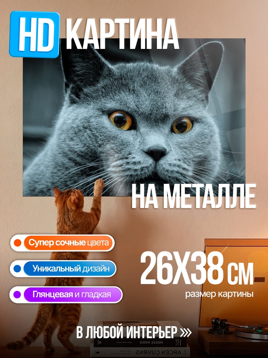 Картина на металле Британский кот