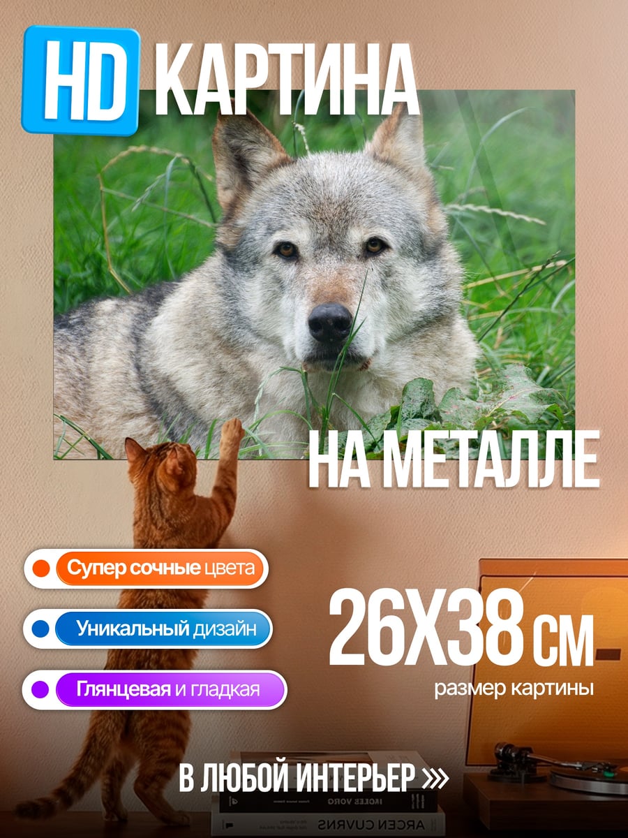 Картина на металле Лежащий волк
