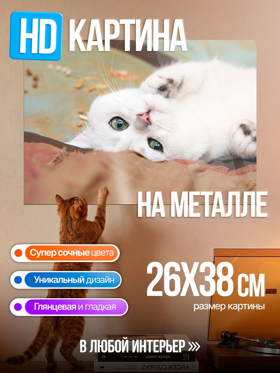 Картина на металле белый котенок лежа