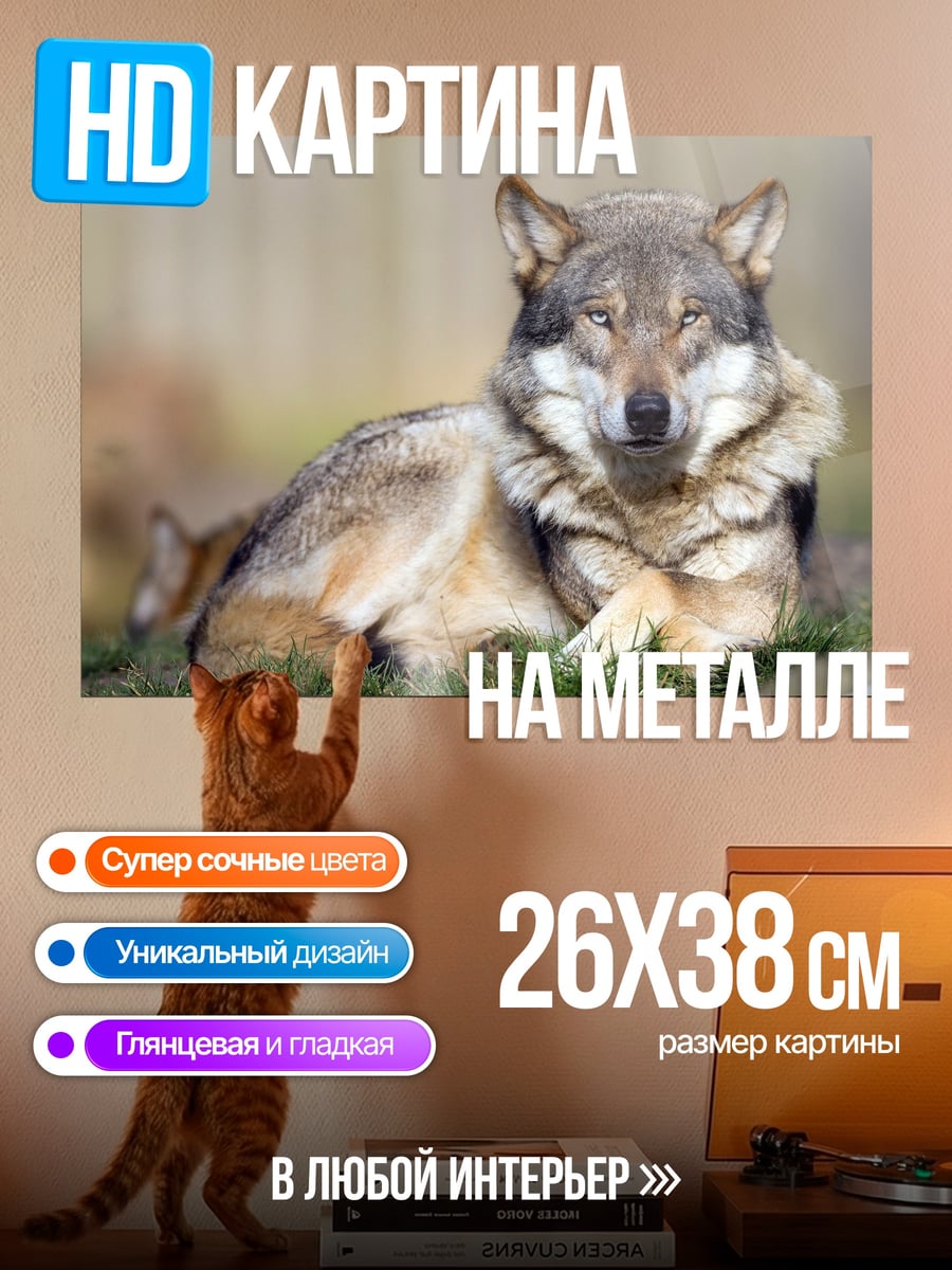 Картина на металле Лежащий волк