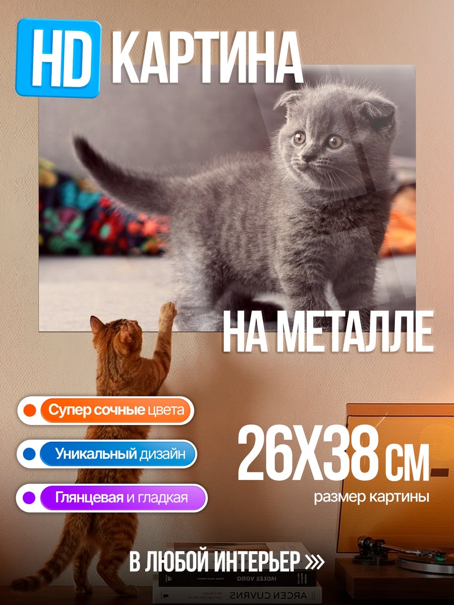 Картина на металле Милый серый котенок