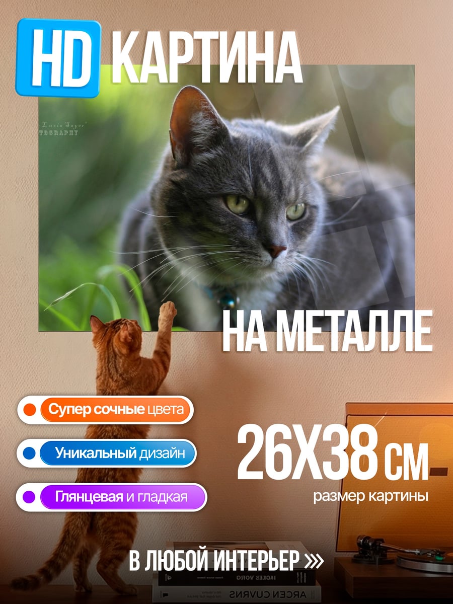 Картина на металле серый кот