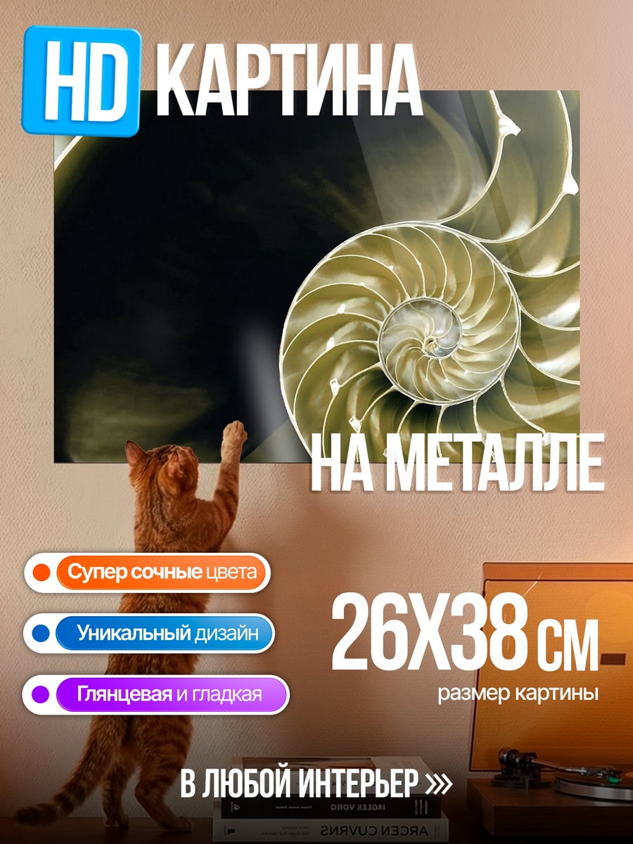 Картина на металле раковина наутилуса