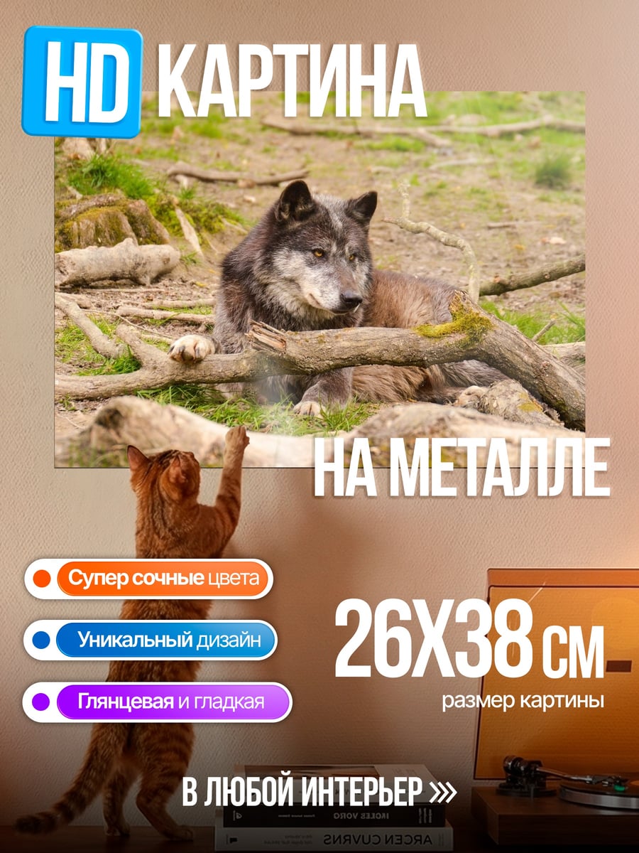 Картина на металле Лежащий волк