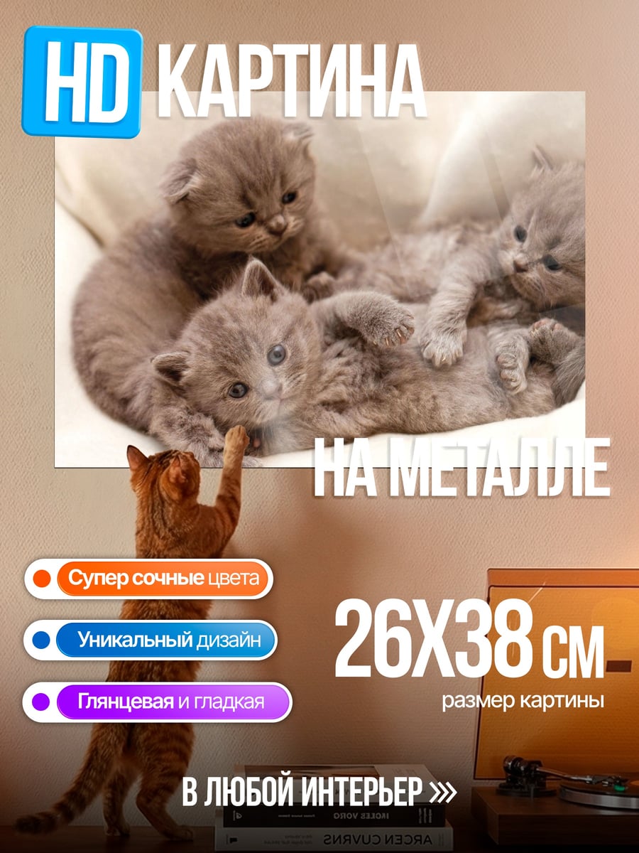 Картина на металле Котята пушистые лежащие