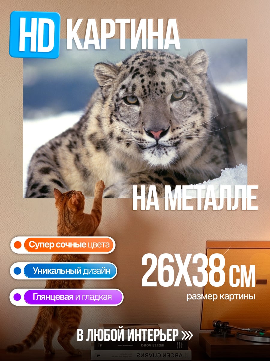 Картина на металле Снежный барс лежит