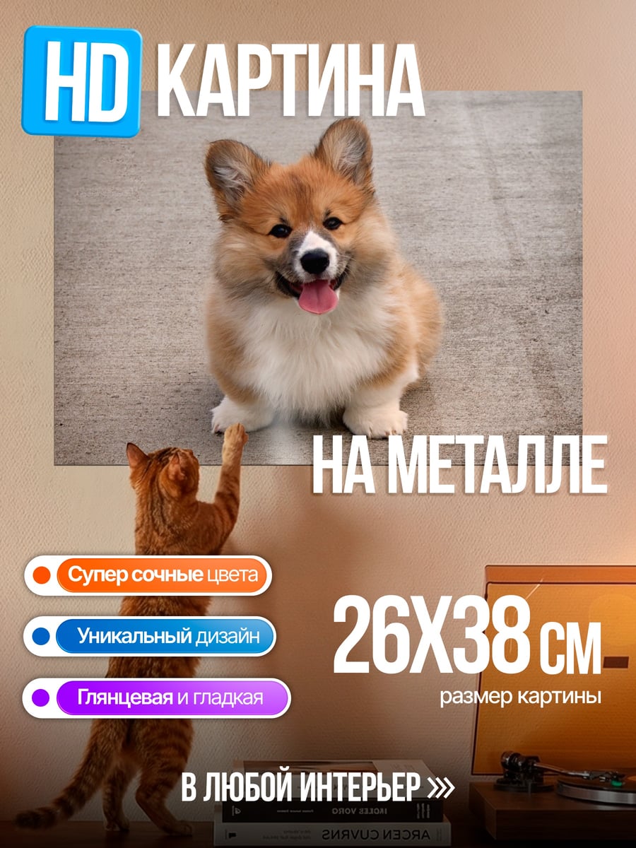 Картина на металле Милый корги щенок