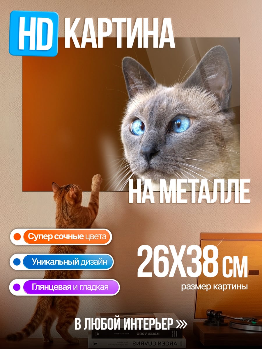 Картина на металле Сиамский кот с голубыми глазами