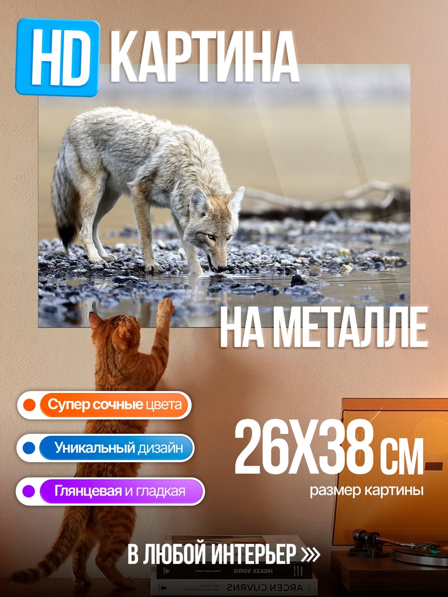Картина на металле Пьющий койот