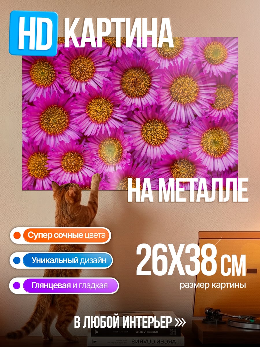 Картина на металле розовые астры крупным планом