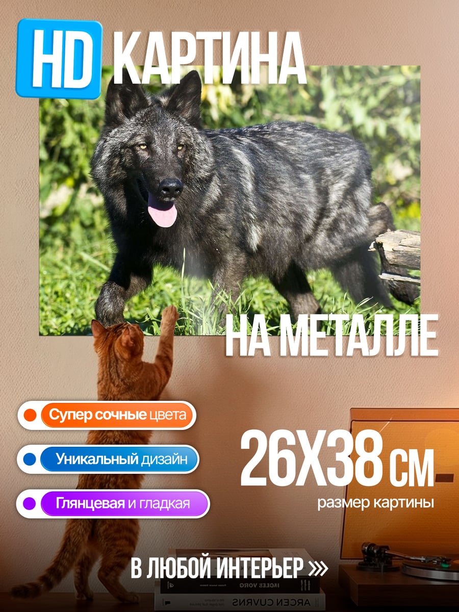 Картина на металле Черный волк в траве