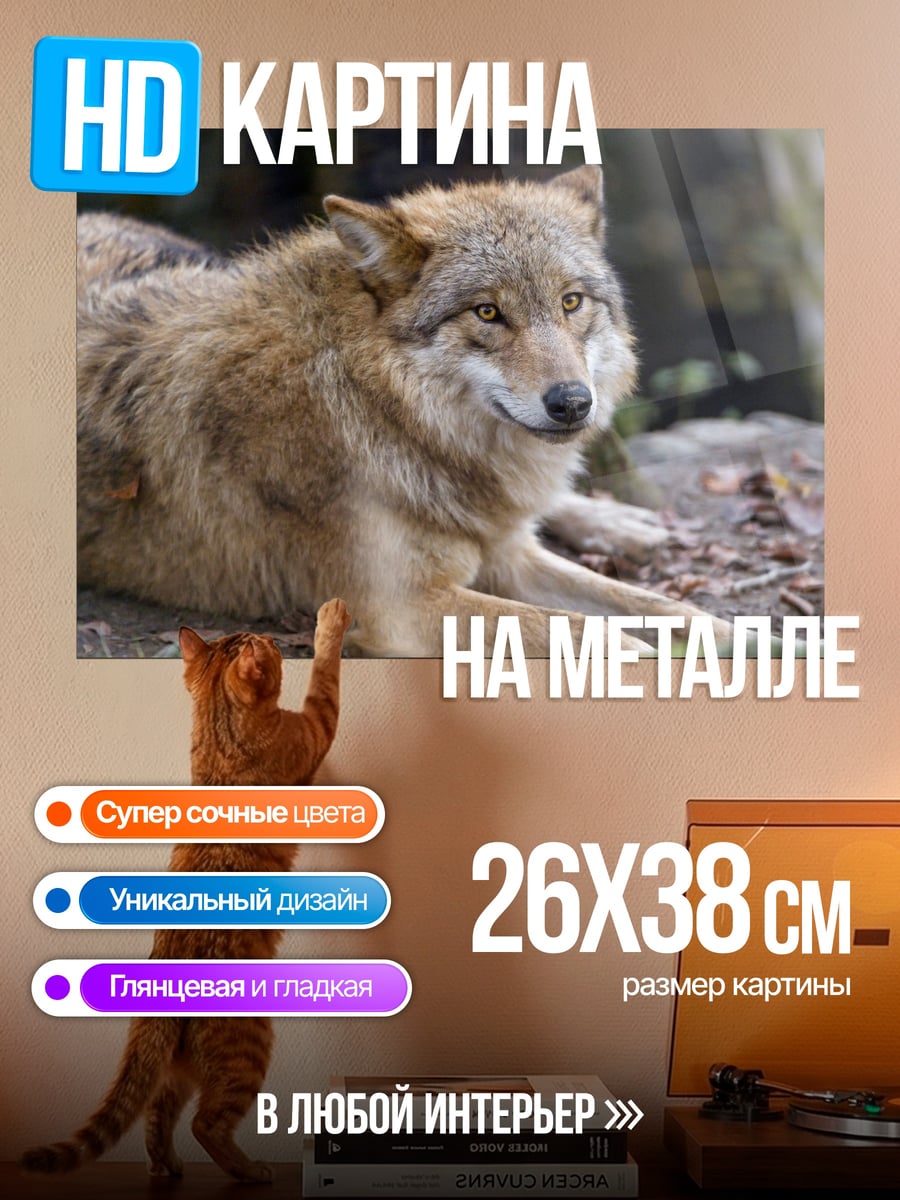 Картина на металле Лежащий волк