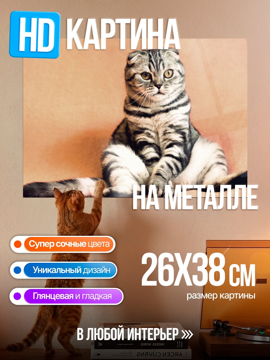 Картина на металле Шотландский вислоухий кот