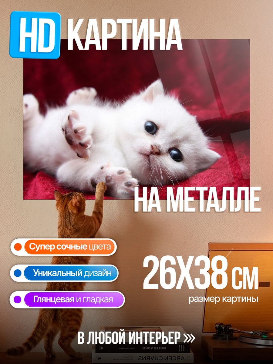 Картина на металле белый котенок на красном