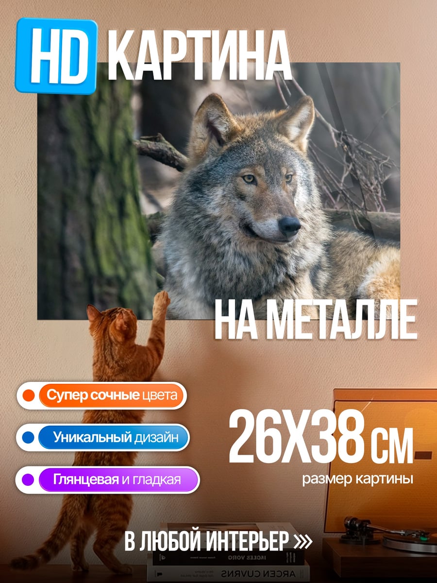 Картина на металле Лесной волк отдыхает