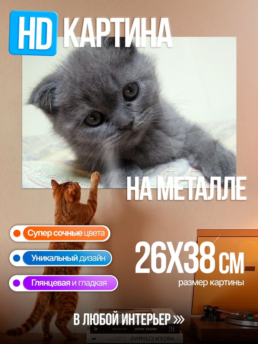 Картина на металле Серый котенок