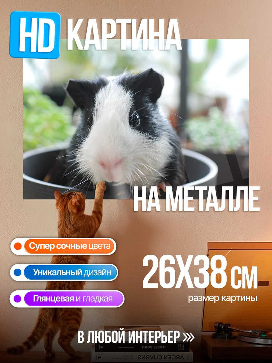 Картина на металле Морская свинка
