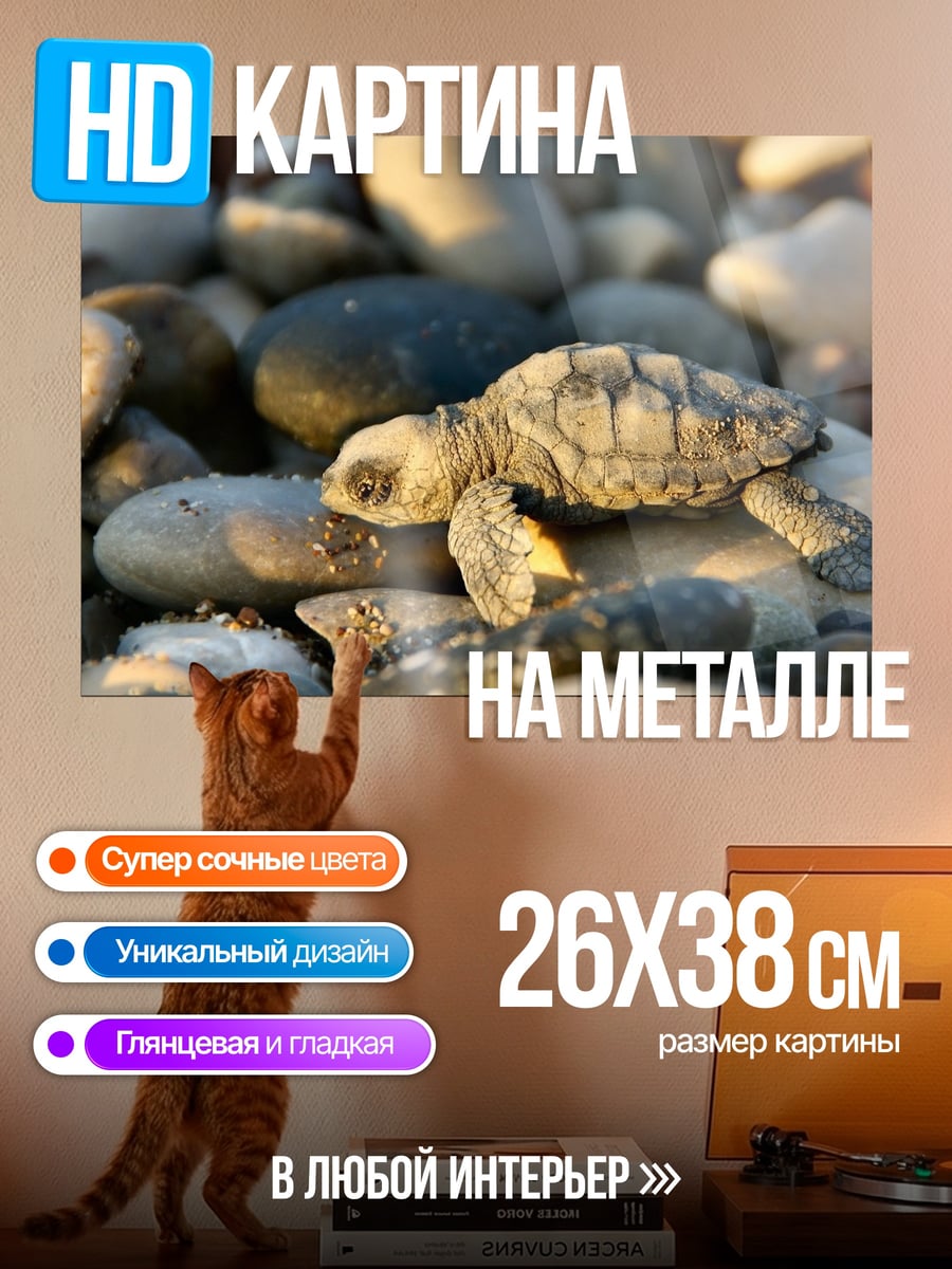 Картина на металле Черепашонок на камнях
