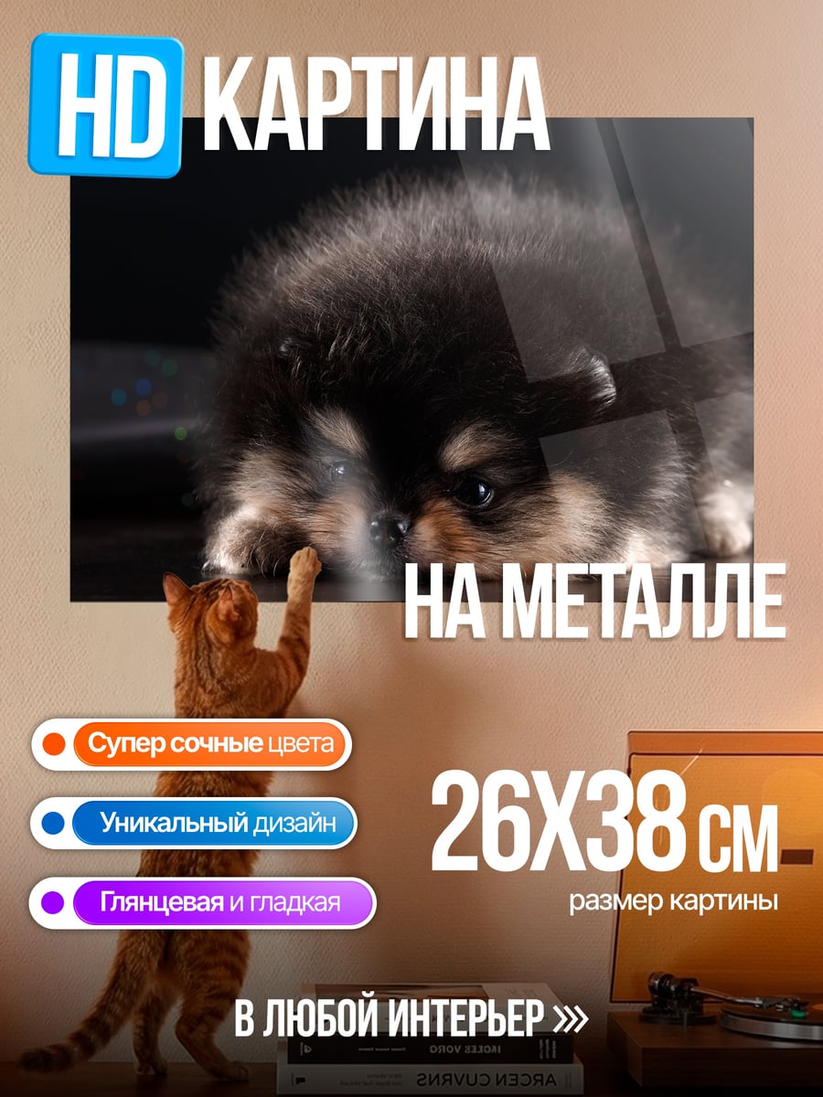 Картина на металле Пушистый щенок померанца