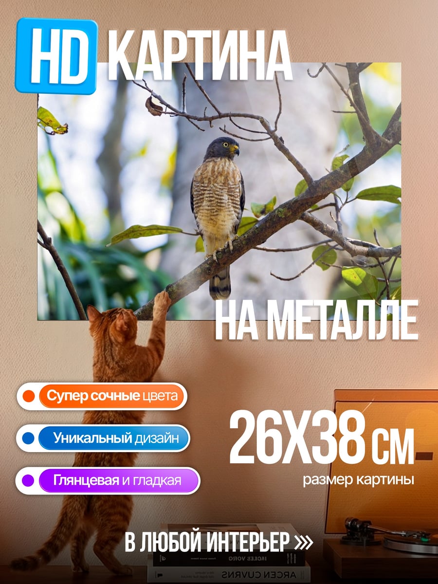 Картина на металле ястреб на ветке