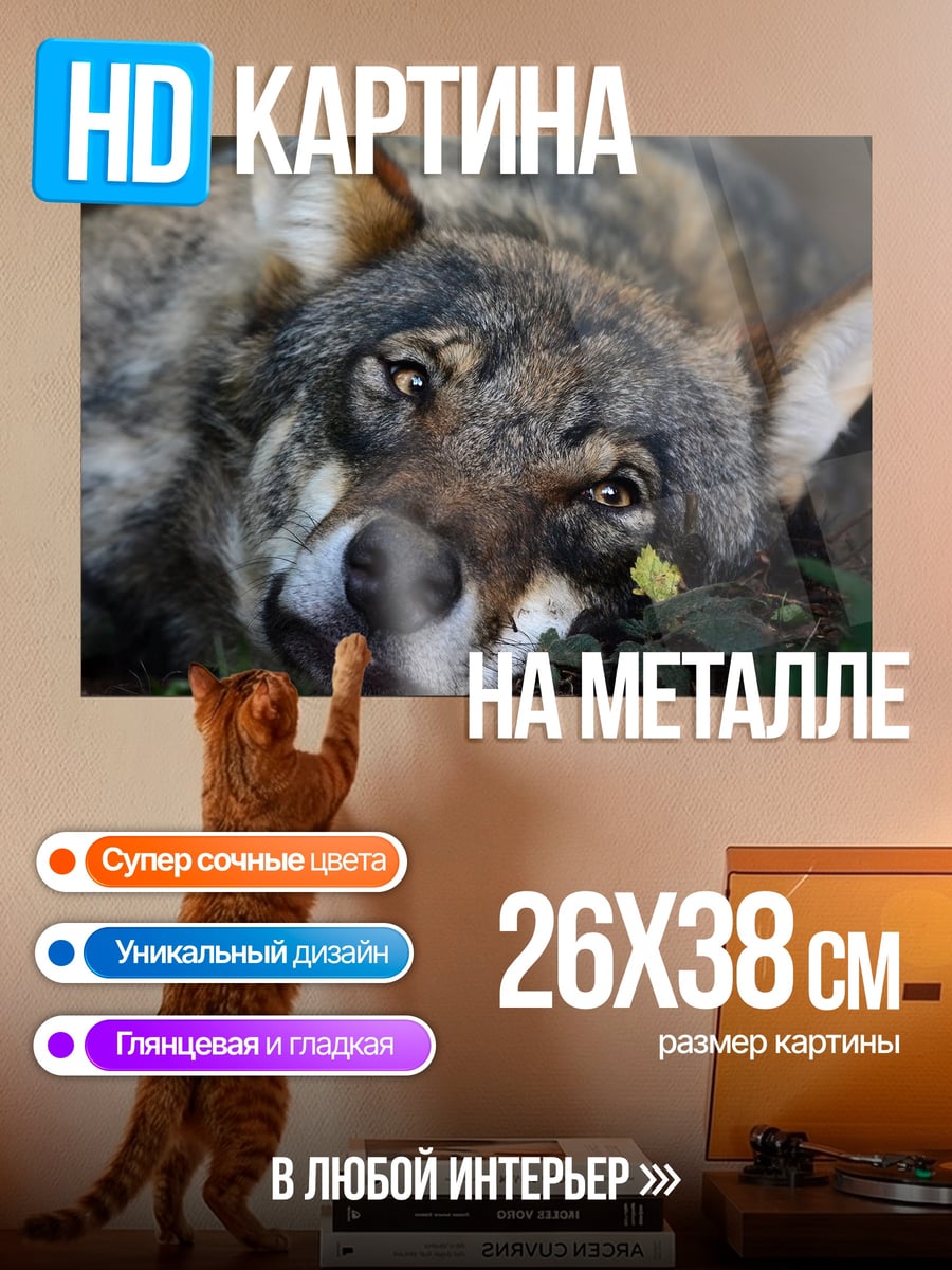 Картина на металле Волк лежит