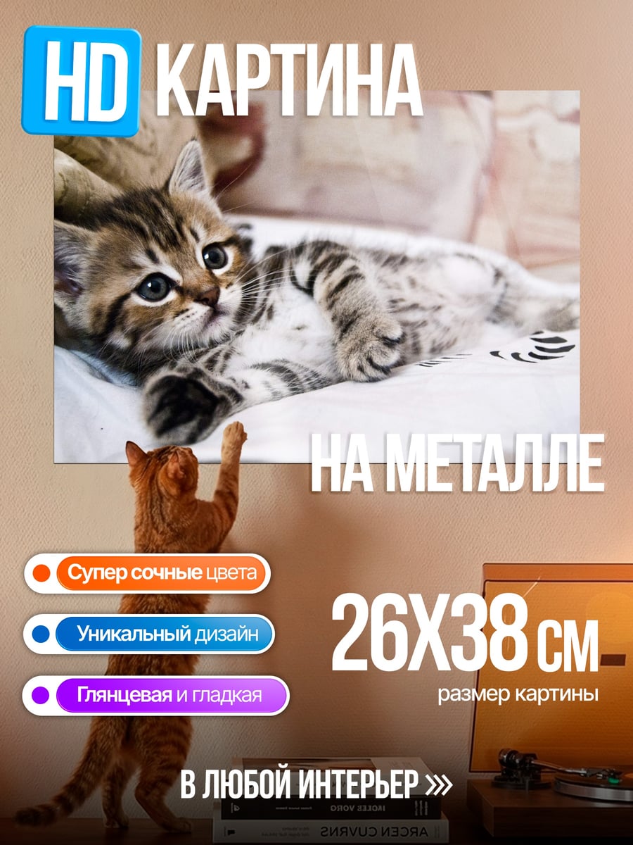 Картина на металле Кот на подушке