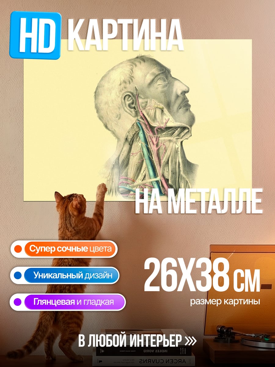 Картина на металле Анатомия шеи человека