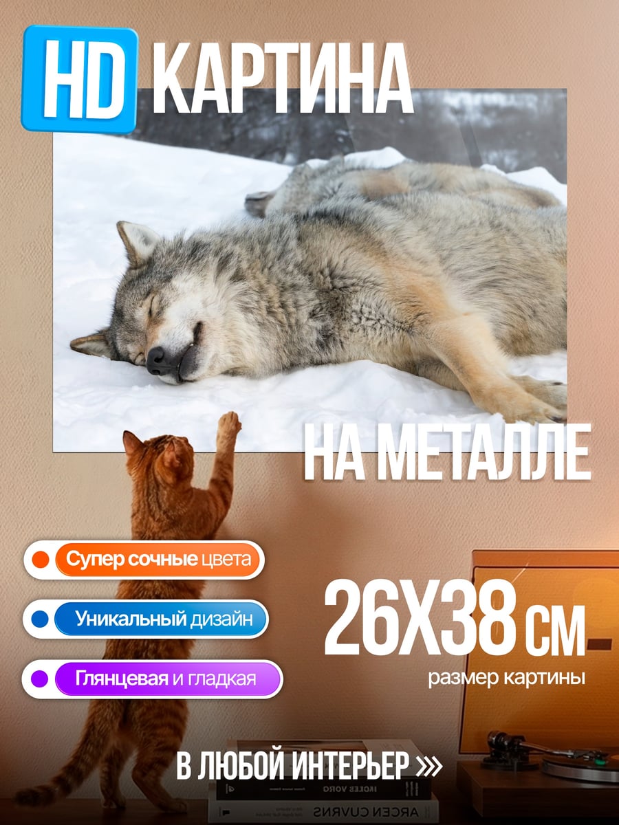 Картина на металле Волки спят на снегу