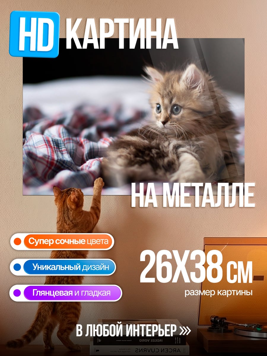 Картина на металле Пушистый котенок
