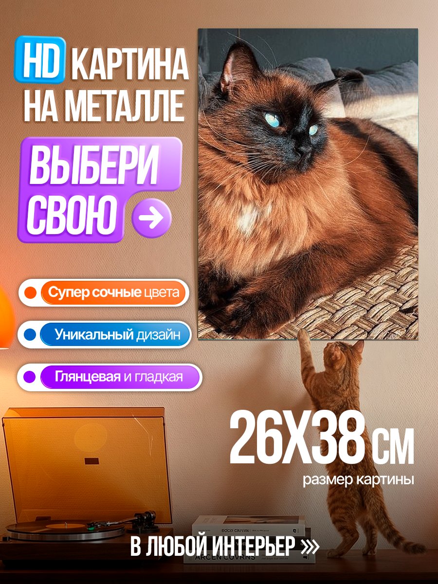 Картина на металле Пушистый кот с голубыми глазами