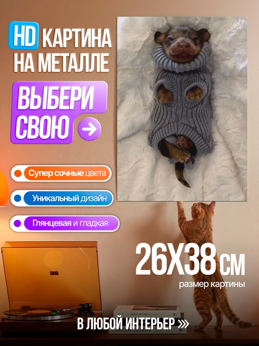 Картина на металле Чихуахуа в свитере