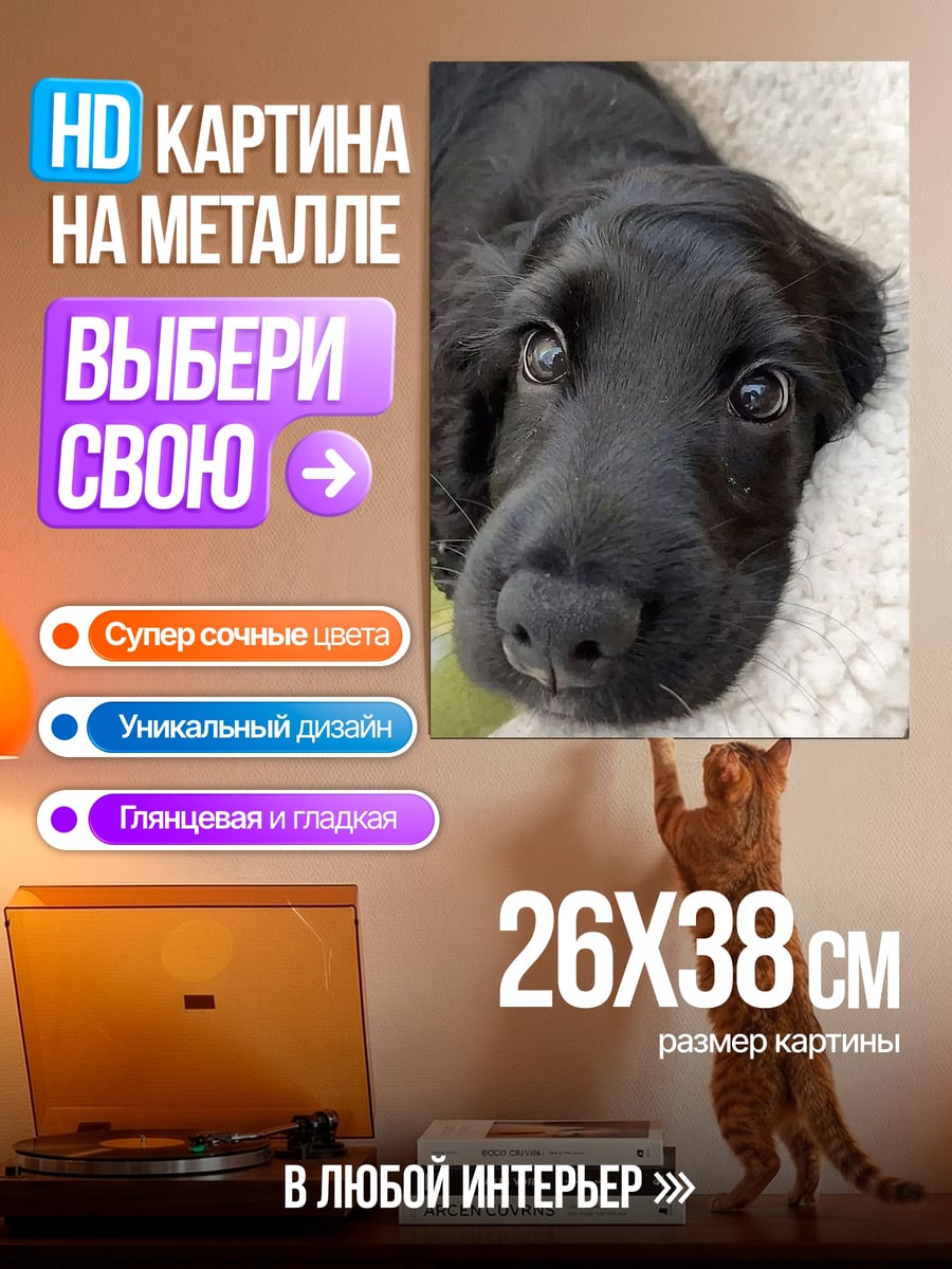 Картина на металле Черный щенок спаниеля