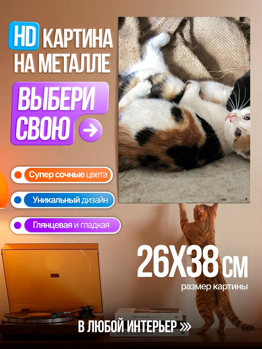 Картина на металле Трехцветная кошка лежит