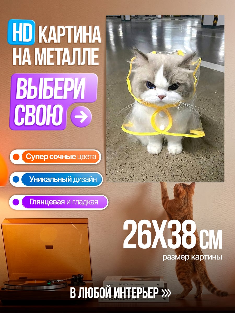Картина на металле Сердитый кот в дождевике
