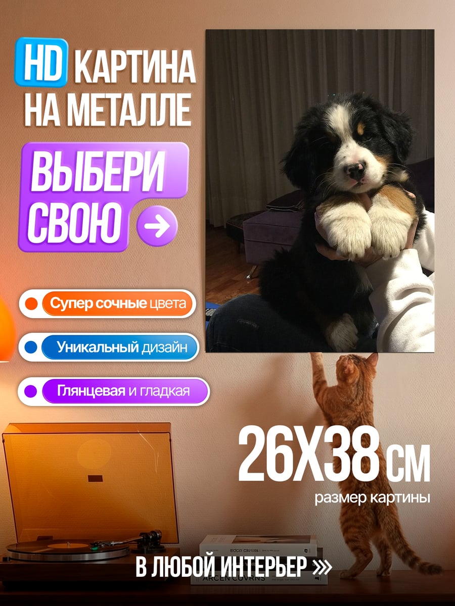 Картина на металле щенок бернского зенненхунда