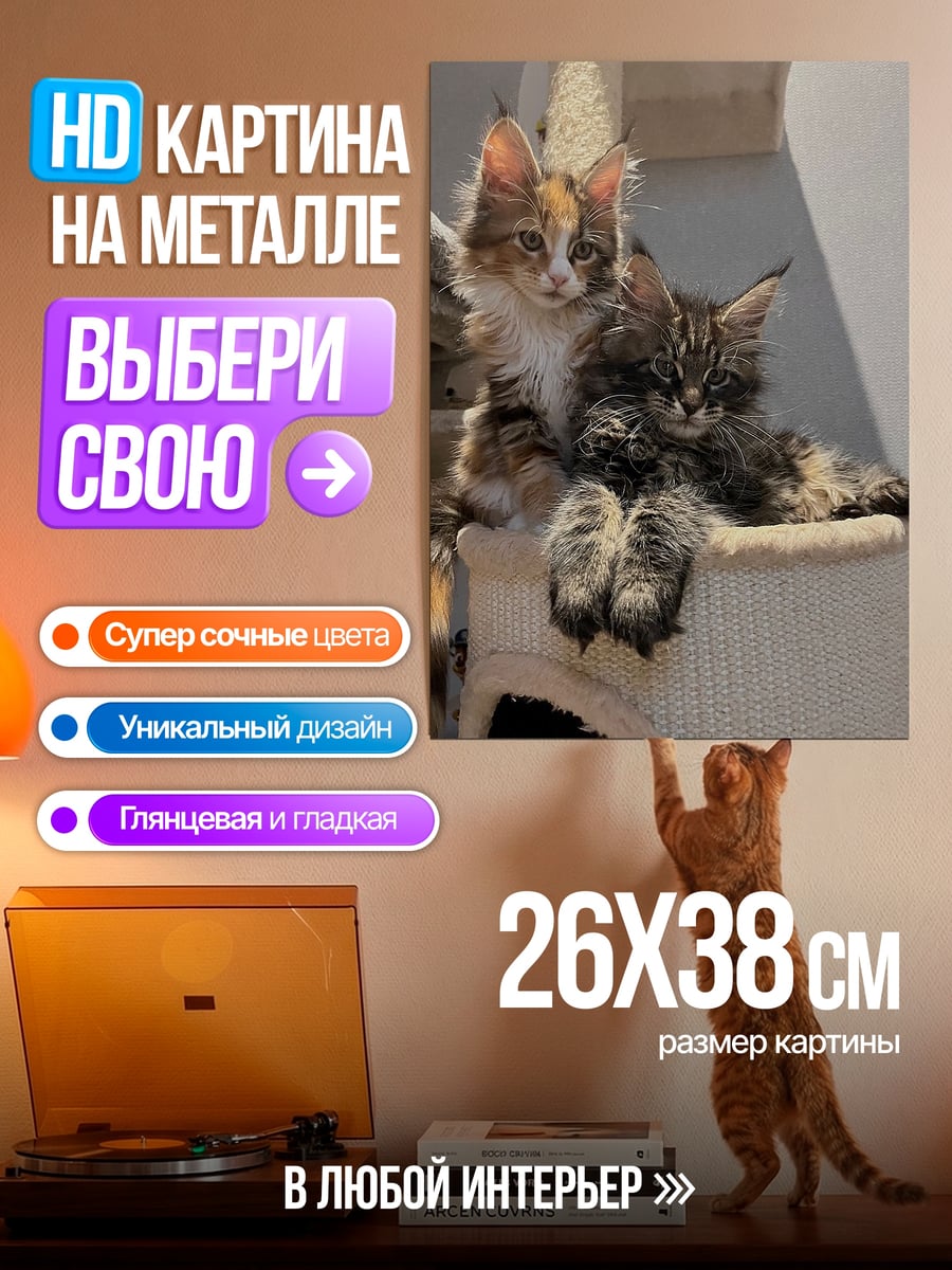 Картина на металле Два котенка Мейн-кун