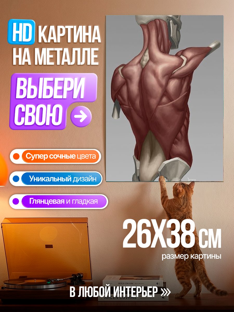 Картина на металле Анатомия мышц спины