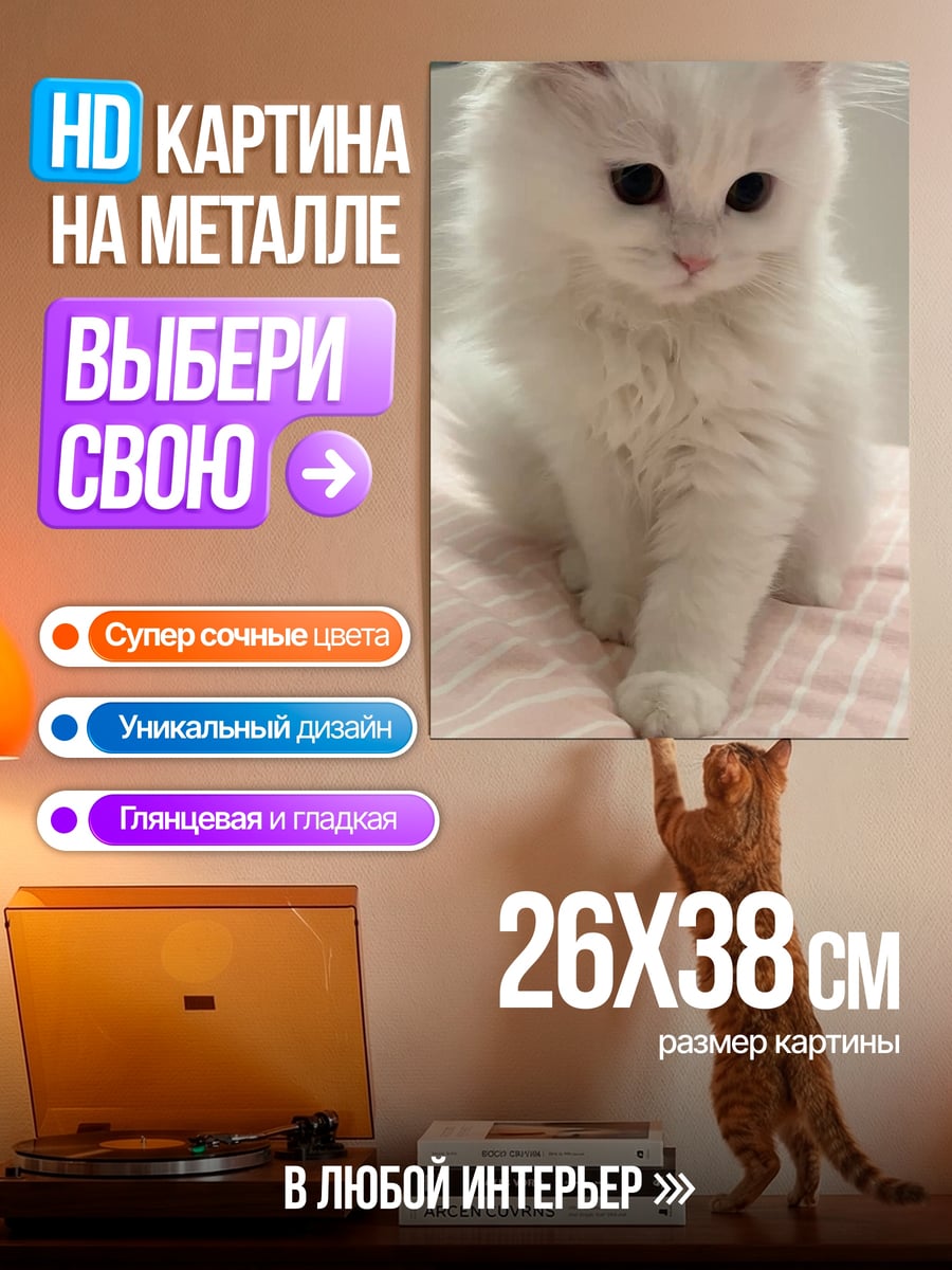 Картина на металле Белый пушистый котёнок
