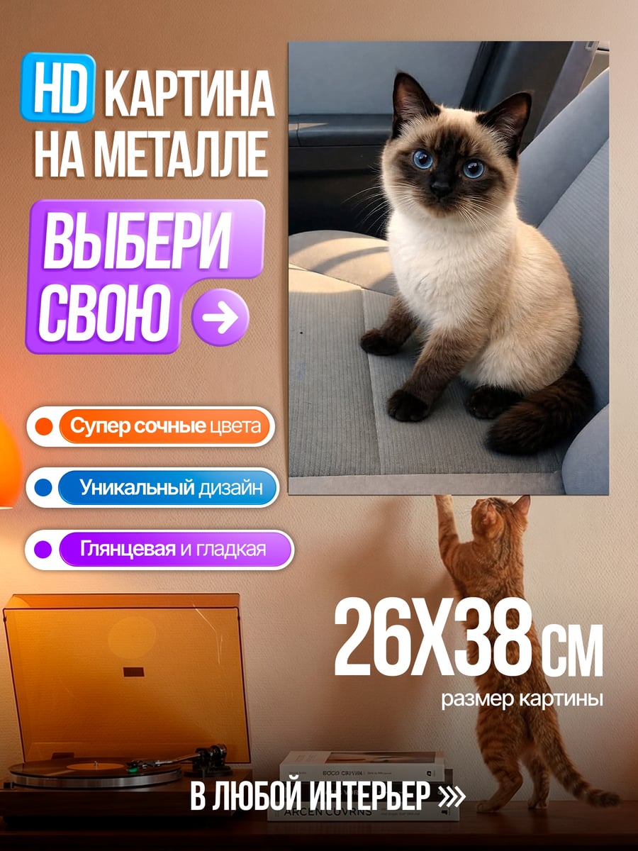 Картина на металле Сиамский котенок