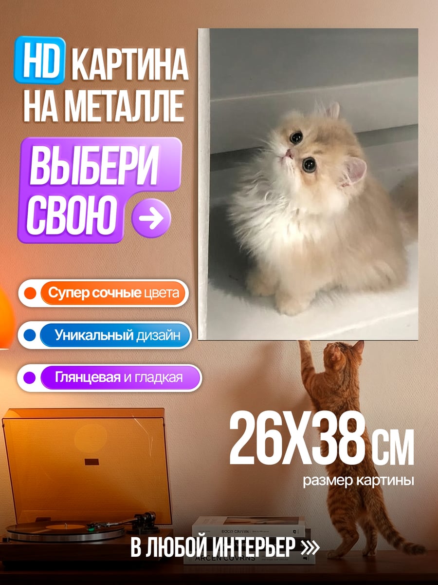 Картина на металле Пушистый котенок смотрит вверх