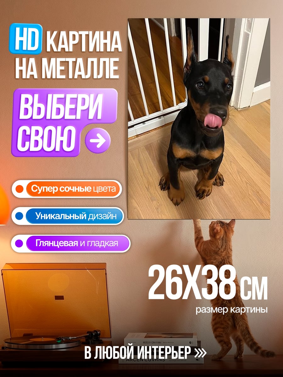 Картина на металле Щенок добермана лижет нос
