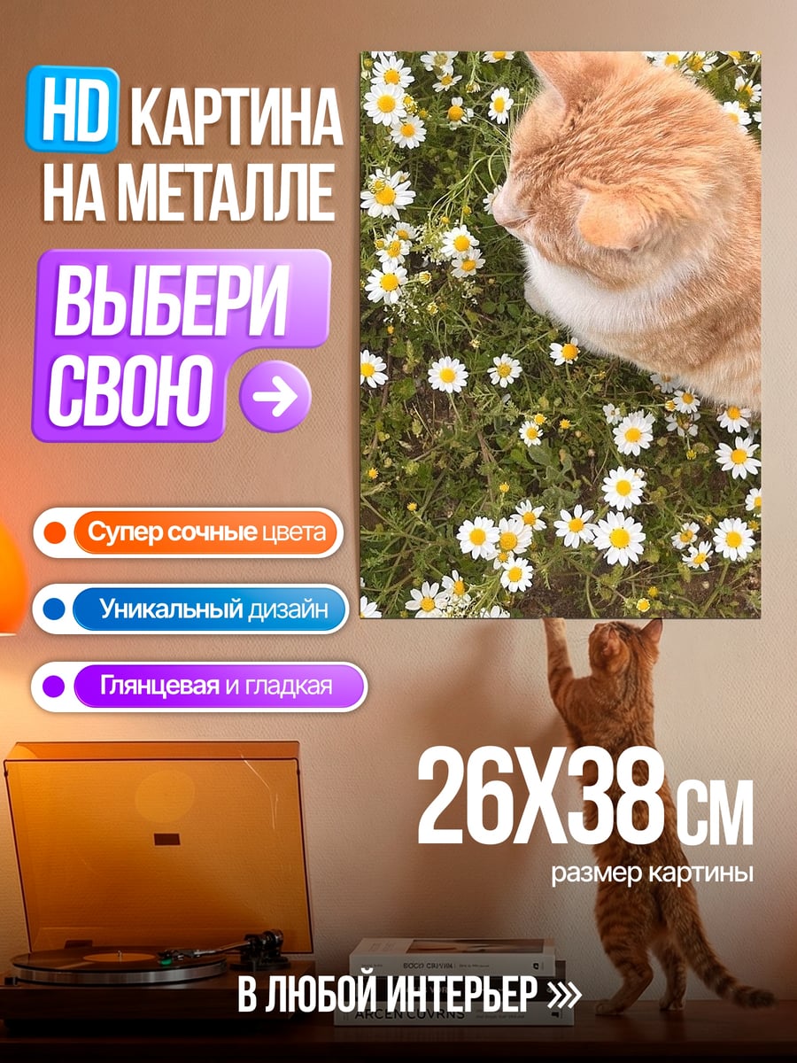 Картина на металле Рыжий кот ромашки