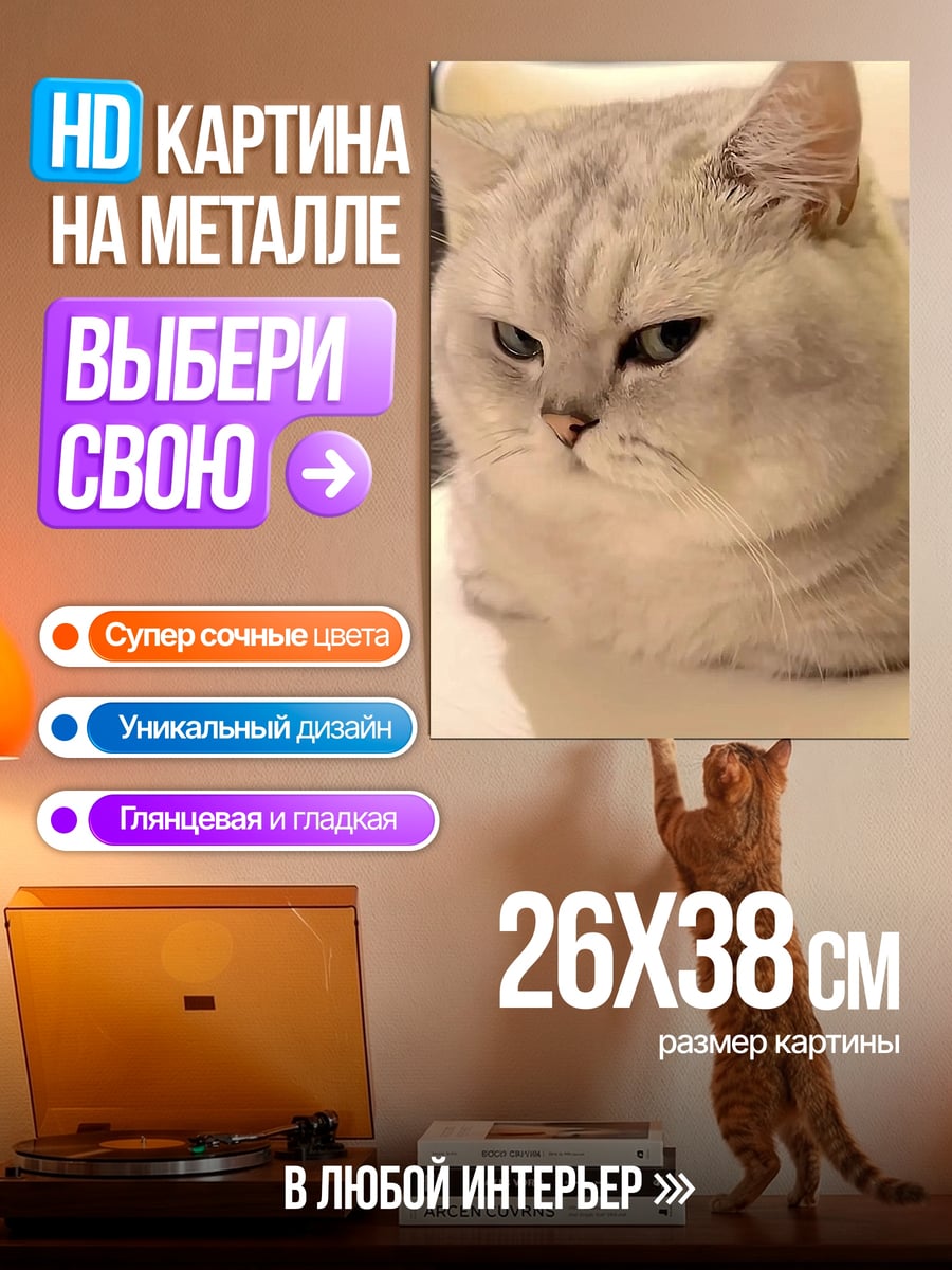 Картина на металле сердитый британский кот
