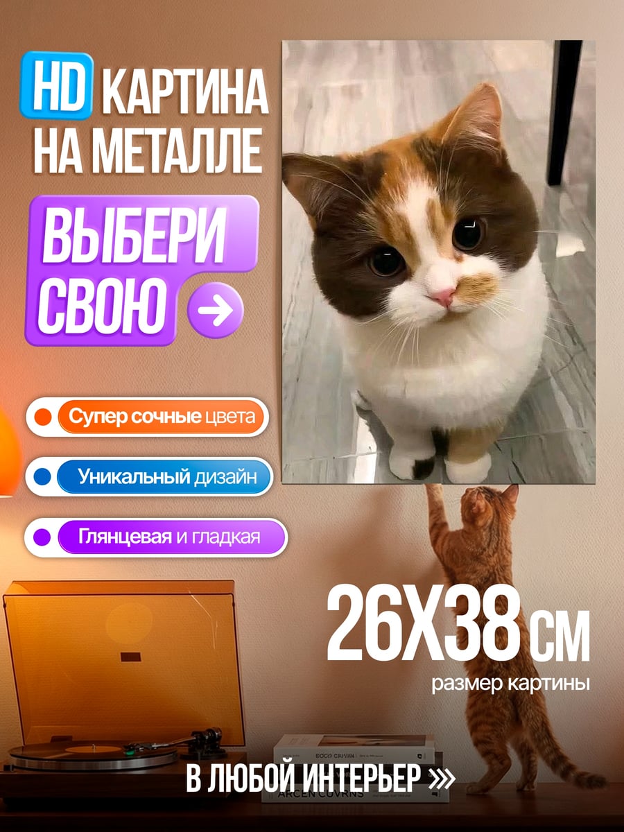 Картина на металле Милый котик смотрит