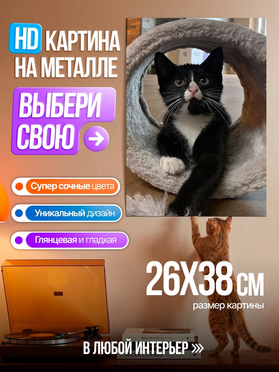 Картина на металле Черный кот в круге