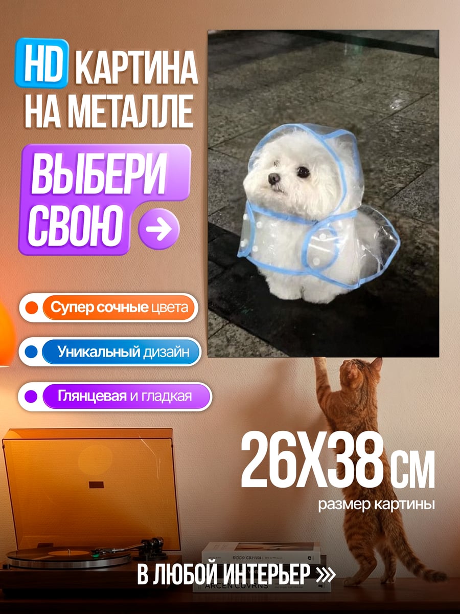 Картина на металле Пудель в дождевике